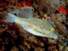 Sharphead pufferfish (Canthigaster rostrata), El Cabron marine reserve dive site, Arinaga, Gran