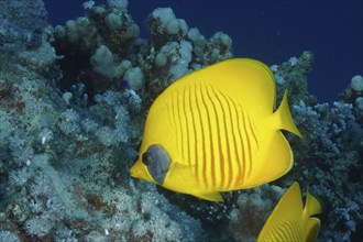 Bluecheek butterflyfish (Chaetodon semilarvatus), dive site Marsa Shona Reef, Red Sea, Egypt,