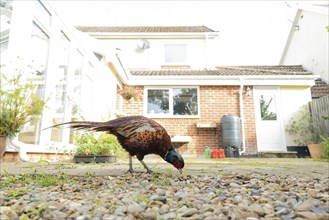 Common pheasant (Phasianus colchicus) adult male bird feeding on a garden patio, Suffolk, England,