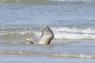 Common or Harbor seal (Phoca vitulina) adult playing in the waves of the sea, Norfolk, England,