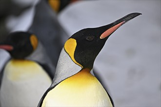 King penguin (Aptenodytes patagonicus), Zurich Zoo, Switzerland, Europe