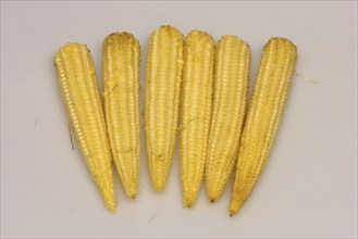 Corn (Zea mays) on the corn cob, sweet corn