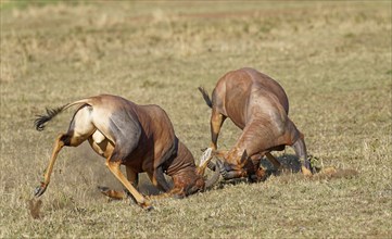 Fight between two Topi lei antelope bulls, Maasai Mara Game Reserve, Kenya, Africa