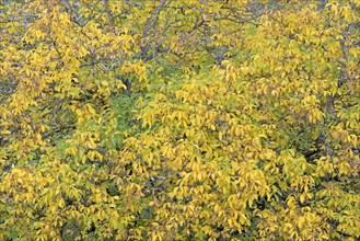 Persian walnut (Juglans regia), tree crown with autumn leaves, Moselle, Rhineland-Palatinate,