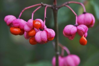 European spindle (Euonymus europaeus), October, Germany, Europe