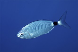 Banded seabream (Oblada melanura), in the Mediterranean near Hyères. Unicoloured blue background,