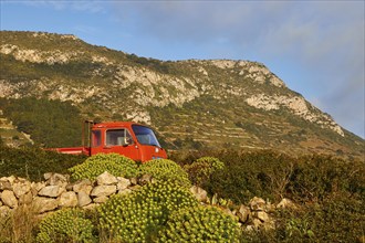 Red lorry, yellow flowers, hill, Levanzo, Egadi Islands, Sicily, Italy, Europe