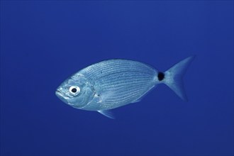 Banded seabream (Oblada melanura), in the Mediterranean near Hyères. Unicoloured blue background,