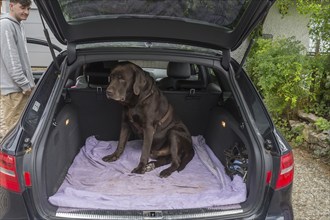 Labrador in a car, Bavaria, Germany, Europe