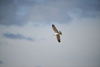 Yellow-legged gull (Larus michahellis), flying in the sky, wildlife, France, Europe