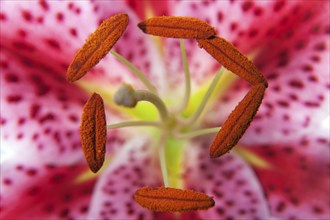 Stamens of a lily (Lilium), lily blossom, macro photograph, Germany, Europe