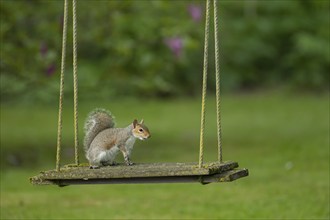 Grey squirrel (Sciurus carolinensis) adult animal on a garden swing, Suffolk, England, United