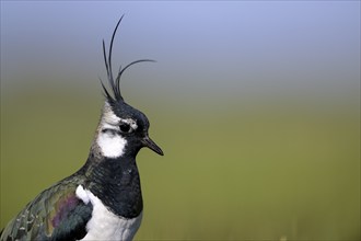 Northern lapwing (Vanellus vanellus), portrait, in a wet meadow, Dümmer, Lower Saxony, Germany,