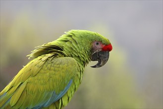 Great green macaw (Ara ambigua), animal portrait, captive, Herborn-Uckersdorf Zoo, Hesse, Germany,