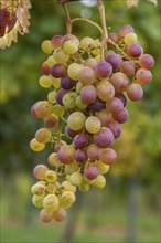 Grapes (Vitis sp.) on the vine, Southern Palatinate, Palatinate, Rhineland-Palatinate, Germany,