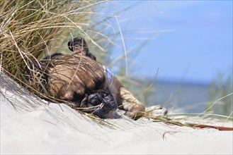 Tired fawn French Bulldog dog with black mask sleeping on a sand beach on vacation