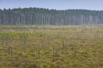 View over bog of Serrahn, Müritz National Park, Müritz Nationalpark, Mecklenburg-Western Pomerania,