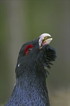 Western capercaillie (Tetrao urogallus) close up portrait of male, cock calling in spring