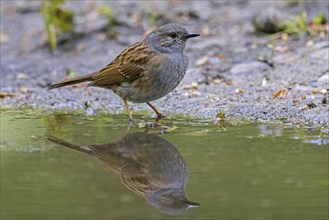 Dunnock, hedge accentor (Prunella modularis) (Motacilla modularis) drinking water from pond, puddle