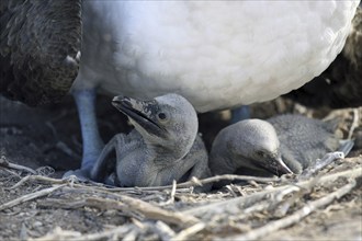 Blue-footed booby (Sula nebouxii excisa) sitting on two chicks, Espanola island, Galápagos Islands,