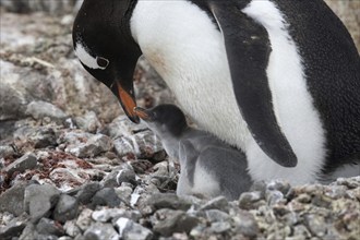 Gentoo Penguin (Pygoscelis papua) with chicks on nest in rookery at Port Lockroy, Antarctica