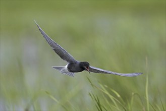 Black tern (Chlidonias niger) flying in breeding plumage over wetland in spring