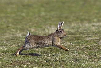 European, common rabbit (Oryctolagus cuniculus) running in grassland, Germany, Europe