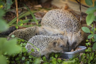 Hedgehog mother with young in the living environment of humans. A near-natural garden is a good