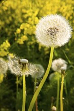 Dandelion, dandelions