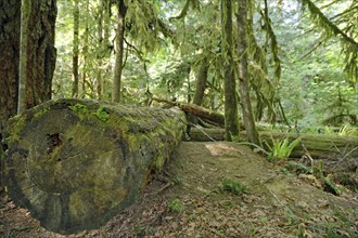 Moss-covered tree trunk of a Douglas fir, dense beard lichen, Cathedral Grove, Vancouver Island,