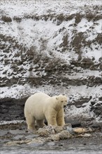 Scavenging polar bear (Ursus maritimus) eating the carcass of a stranded dead minke whale on the