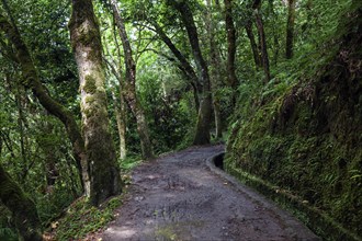 PR11 Vereda dos Balcões hiking trail through laurel forest to the Miradouro Balcoes viewpoint,