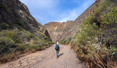 Mountaineer in a canyon with a dry stream bed, eroded mountain landscape with red sandstone rocks,