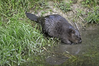 Eurasian beaver, european beaver (Castor fiber) on the river bank entering the water, Freiamt,