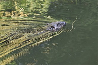 Eurasian beaver, european beaver (Castor fiber), swimming in the river, Freiamt, Canton Aargau,