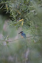 Common kingfisher (Alcedo atthis) adult female bird on a willow tree branch, Suffolk, England,