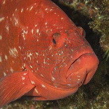 Close-up of head portrait Portrait of tomato hind (Cephalopholis sonnerati) in half profile, Indian