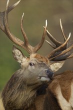 Red deer (Cervus elaphus) adult male stag animal portrait, Surrey, England, United Kingdom, Europe