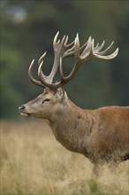 Red deer (Cervus elaphus) adult male stag animal portrait, Surrey, England, United Kingdom, Europe