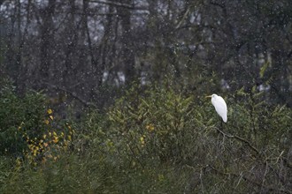 Great egret (Ardea alba), standing on a tree branch, autumn-coloured leaves, snowfall, Hesse,