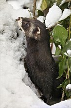 European polecat (Mustela putorius) or wood polecat, looking out of snow-covered bushes, captive,