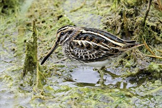 Jack snipe (Lymnocryptes minimus), foraging, Switzerland, Europe