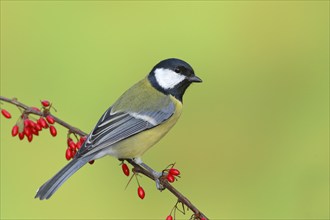 Great tit (Parus major) on green red barberry (Berberis thunbergii) with red berries in autumn,