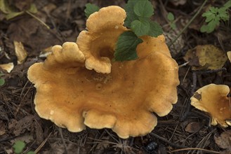 False chanterelle (Hygrophoropsis aurantiaca) in mixed forest, Franconia, Bavaria, Germany, Europe