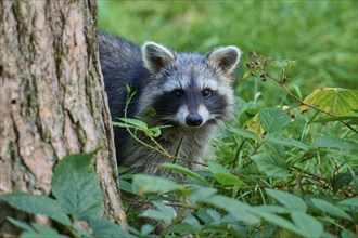 Raccoon (Procyon lotor), standing on a tree trunk in the forest, Hesse, Germany, Europe