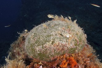 Sea ball, ball algae (Codium bursa), algae, in the Mediterranean Sea near Hyères. Dive site Giens