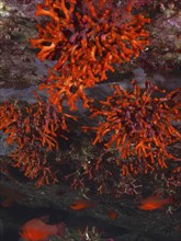 False coral (Myriapora truncata) in the Mediterranean near Hyères. Dive site marine reserve Port