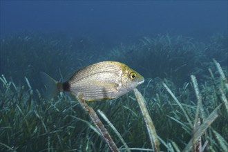 Ringed seabream (Diplodus anularis) in the Mediterranean near Hyères. Dive site Giens Peninsula,