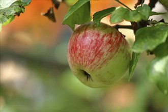 Ripe red apple hanging ripe for harvest on tree, bokeh in background, fruit tree, orchard, North