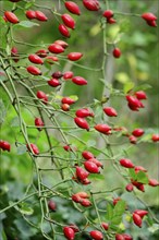 Rose hips, autumn season, Germany, Europe